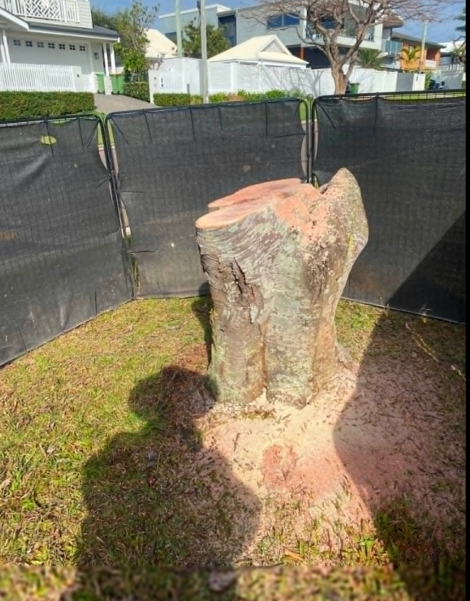 A large established stump ready to be tackled.
