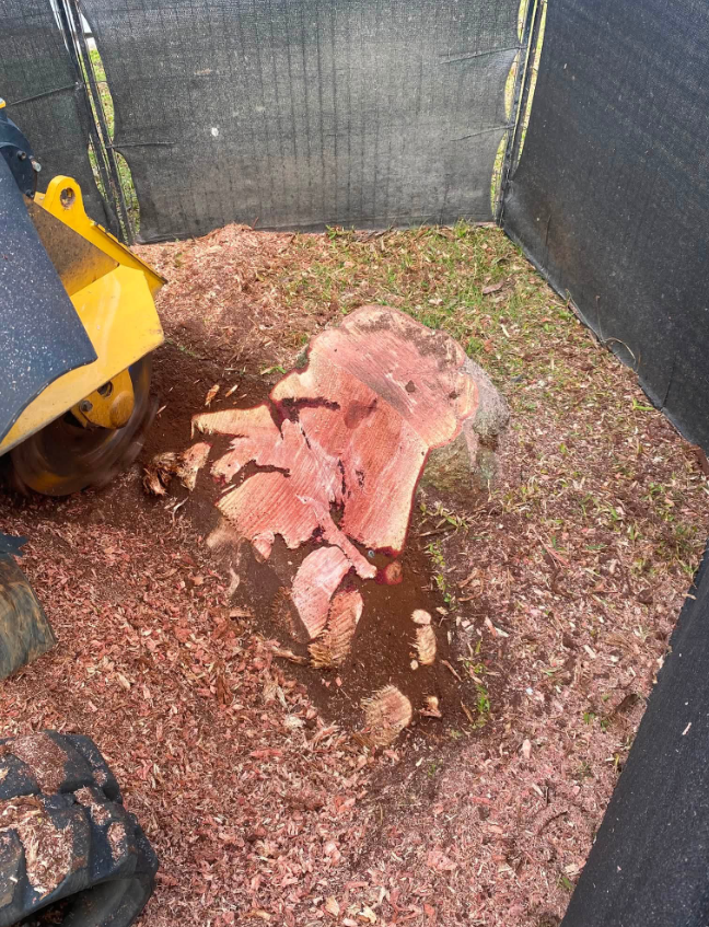 Professional stump and root grinding underway.